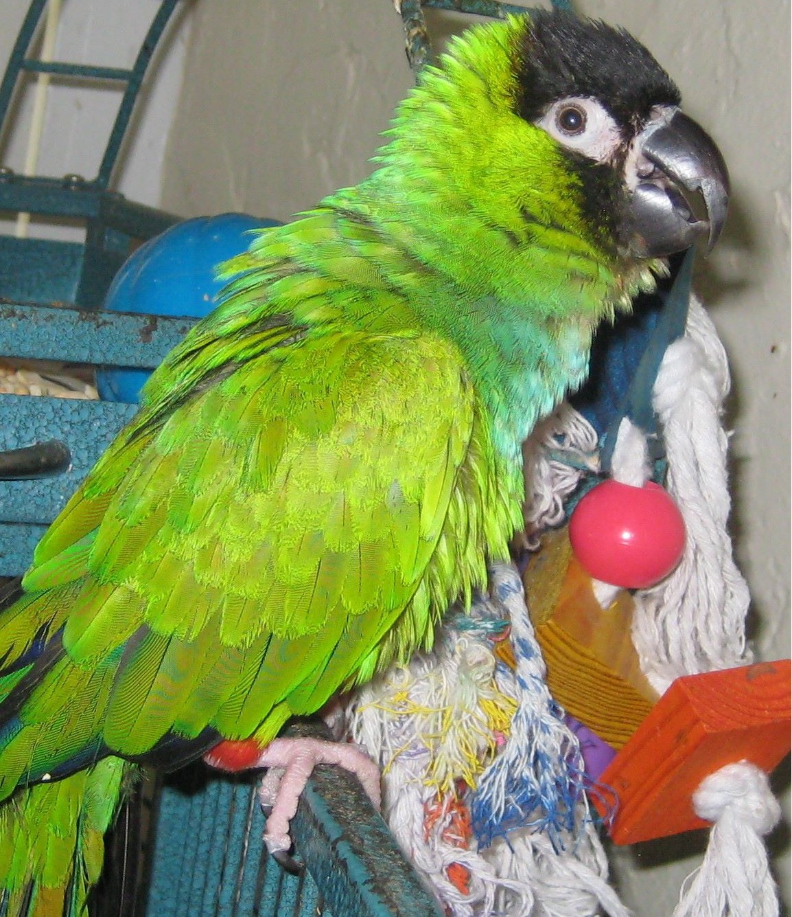 Albert with Marlo Kimmel, Bird Communicator 