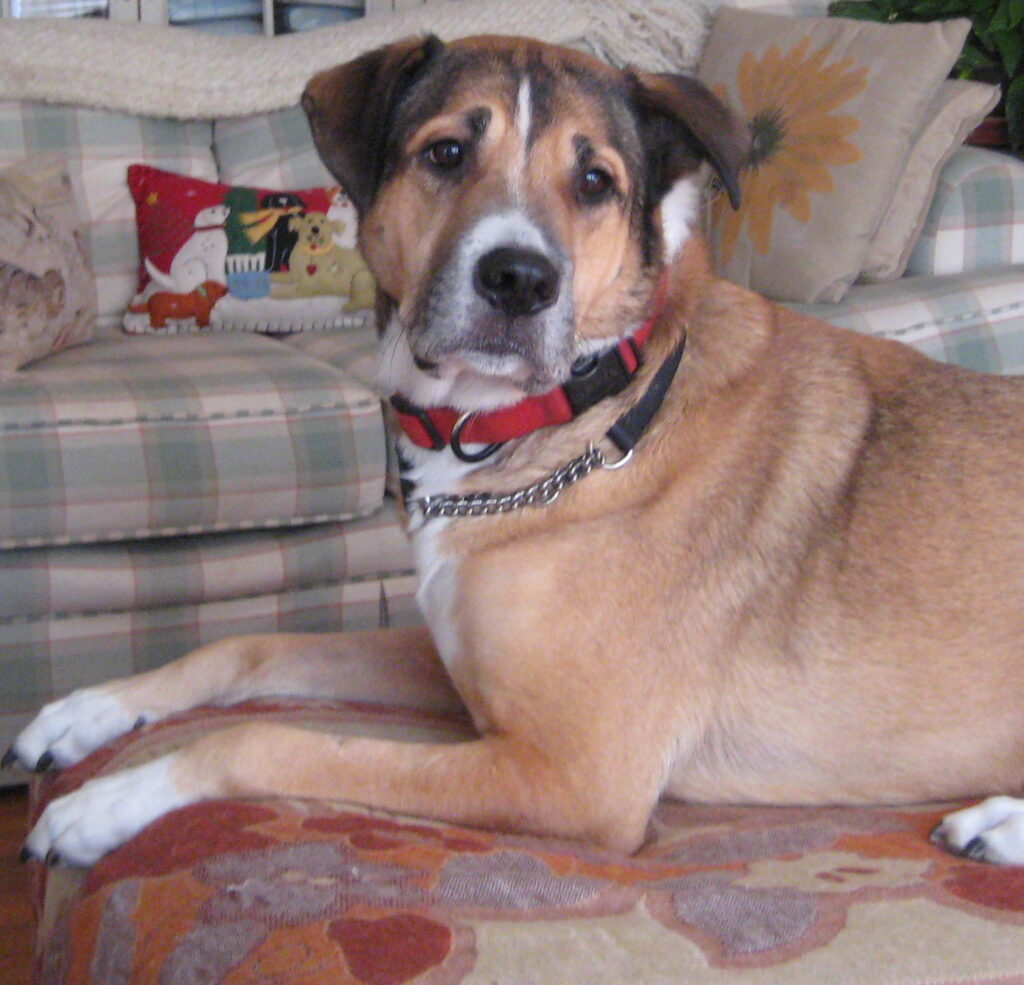 Kelly with Marlo Kimmel, Dog Communicator