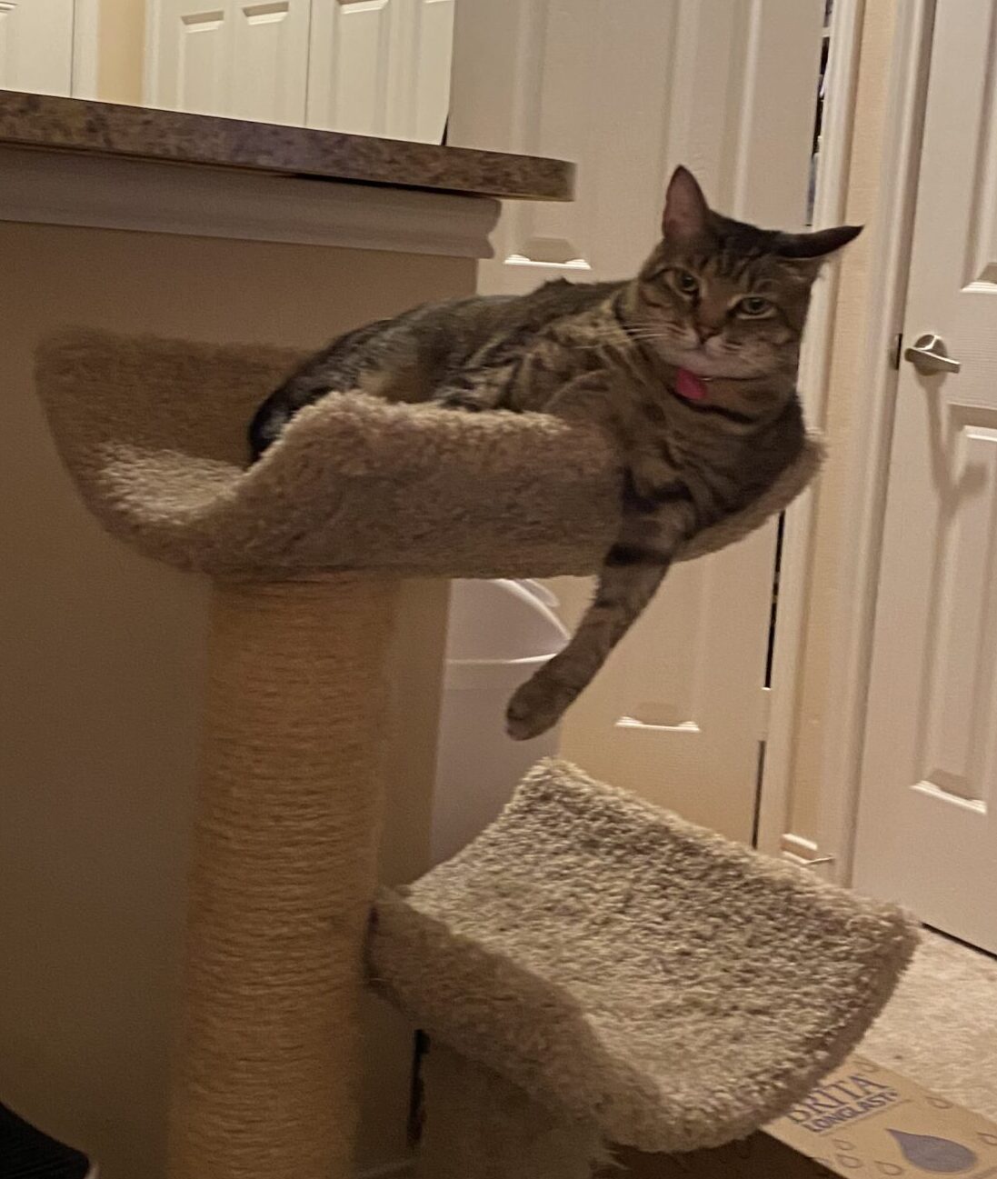 Pearlie with Marlo Kimmel, the Cat, Dog, Bird and Horse Communicator