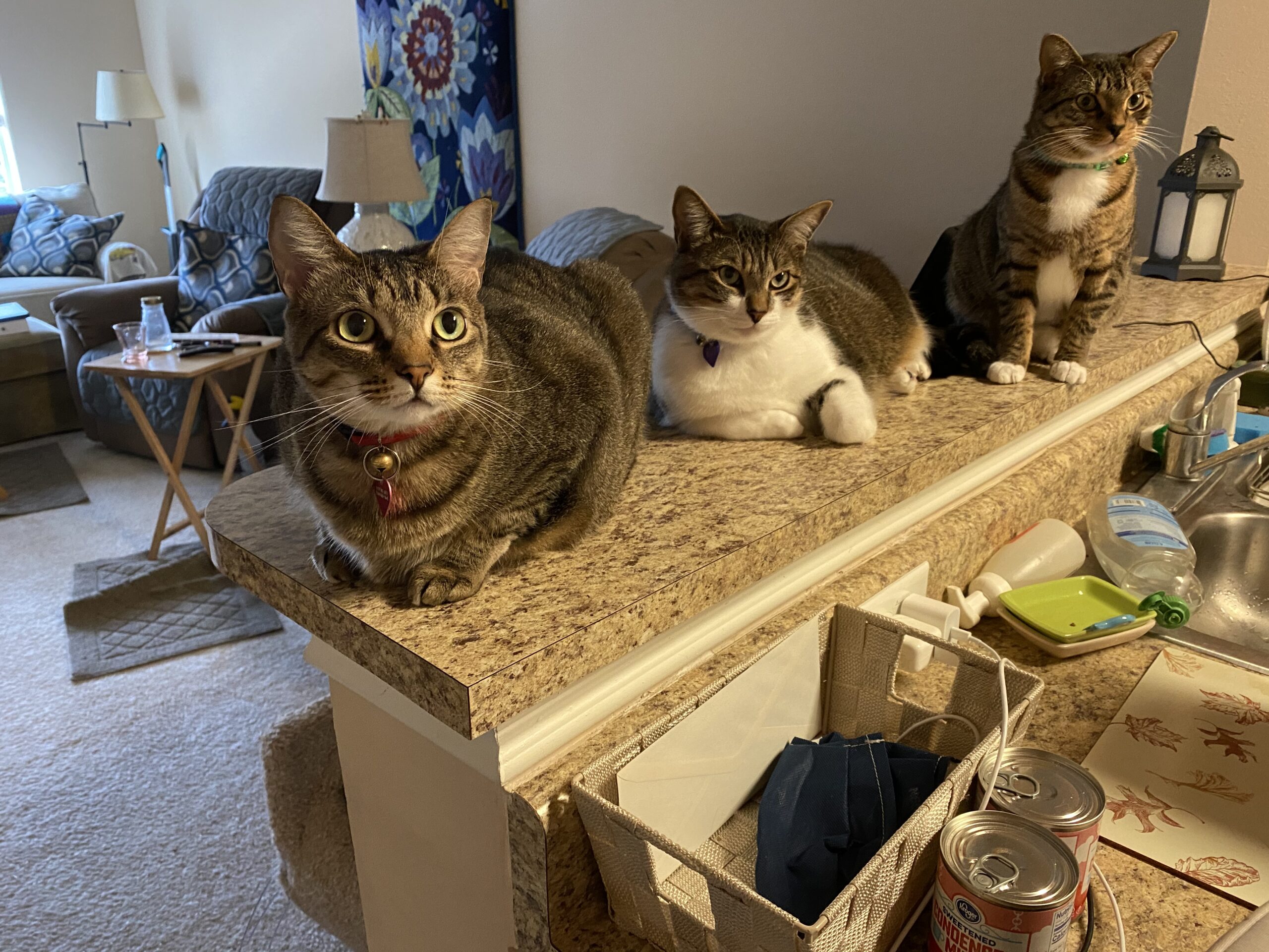 Pearlie, Roy Rogers and Sam-a-lang-lang with Marlo Kimmel, Cat Communicator