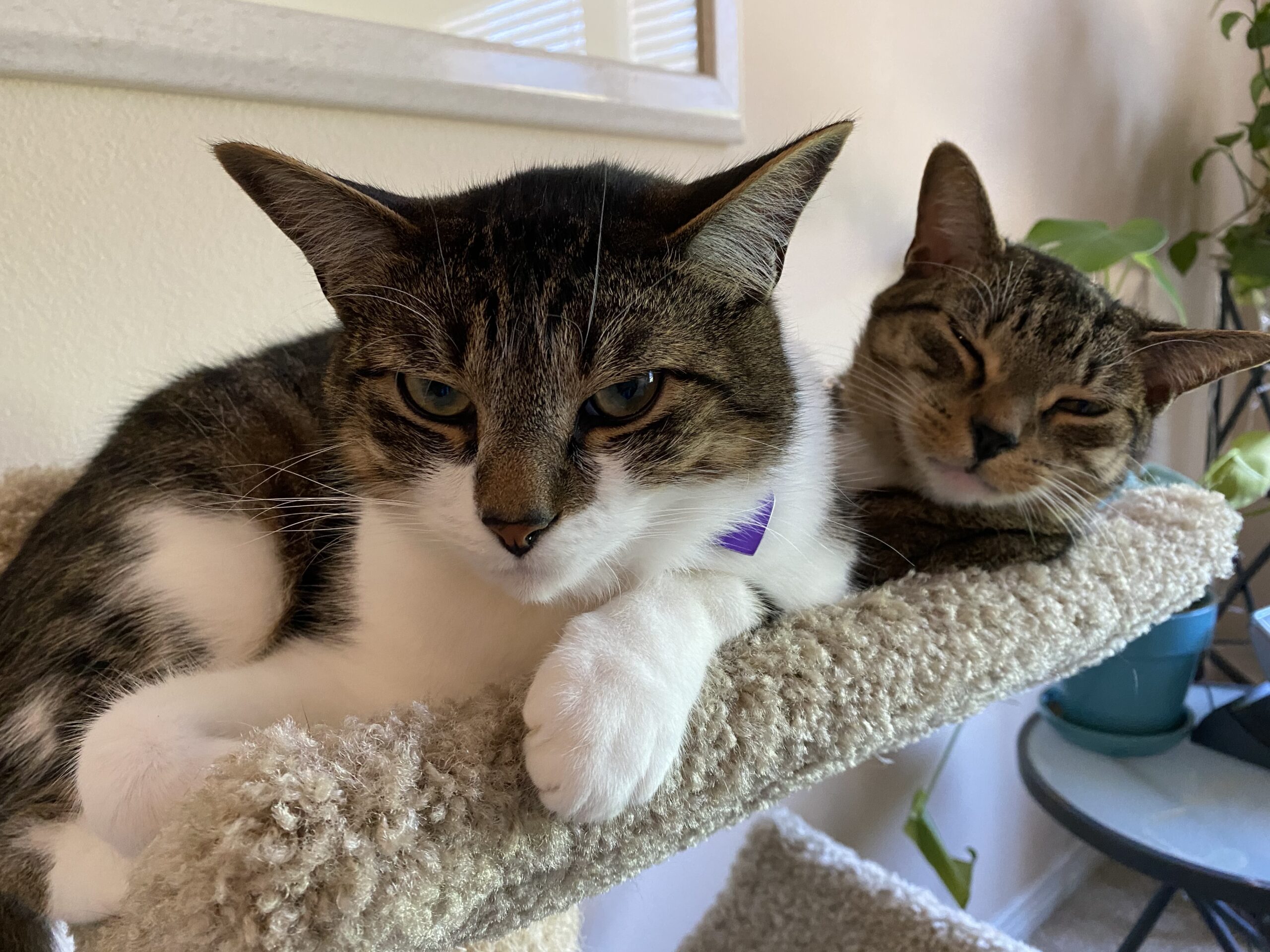 Marlo Kimmel, Pet Communicator, with Pearlie, Roy Rogers and Sam-a-lang-lang