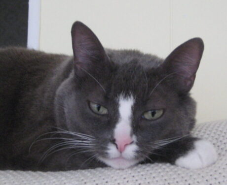 Tutu with Marlo Kimmel, Pet Communicator